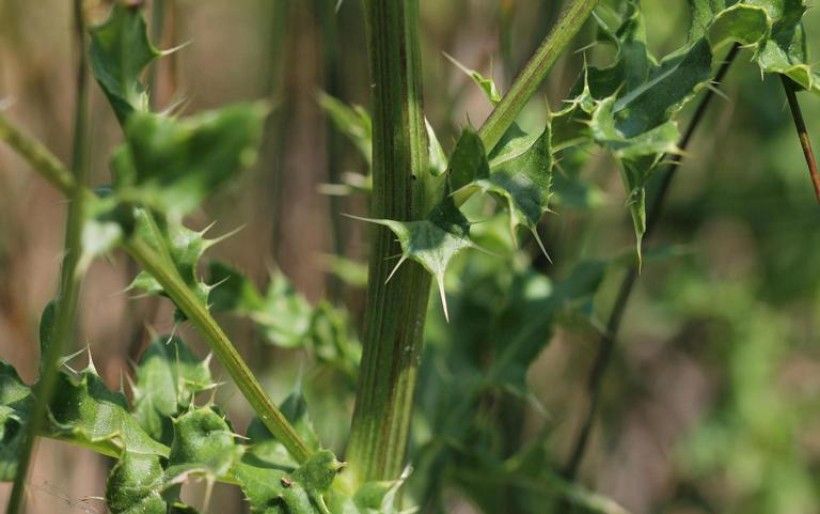 closeup shot of Canada thistle