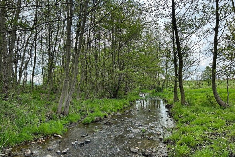 horizontal image of a stream with trees on either side
