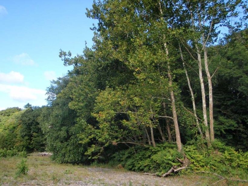 horizontal photo of trees against a blue sky