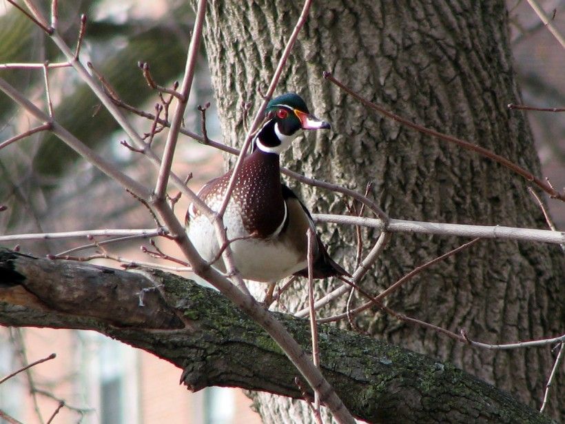 A wood duck sits on a tree branch