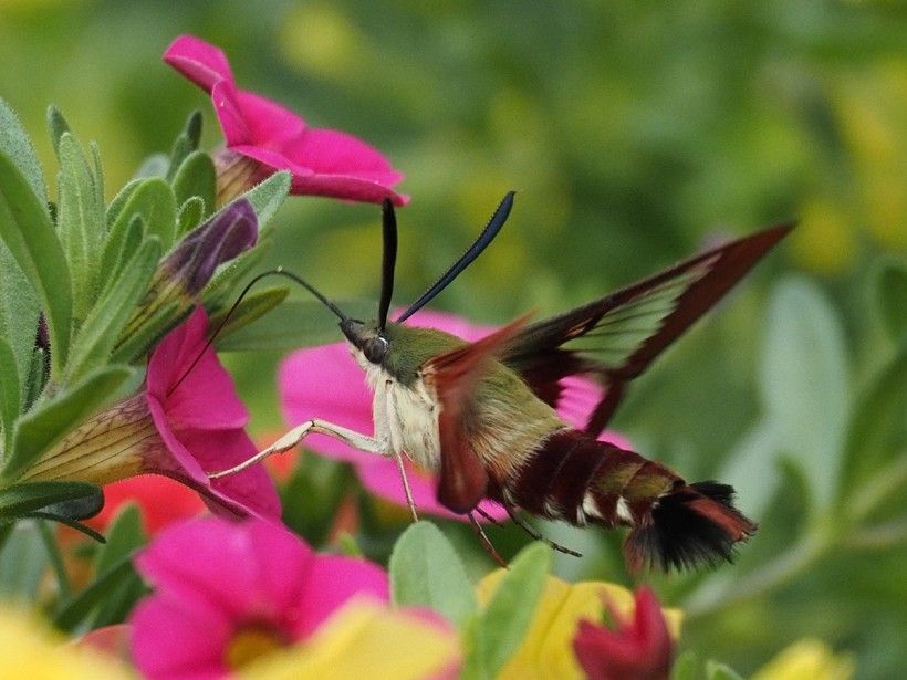 a moth pollinates a pink flower