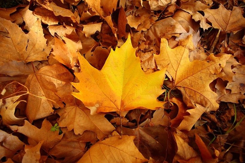 Photo credit: Javier Perez Montes via Wikimedia Commons landscape photo of yellow autumn leaves