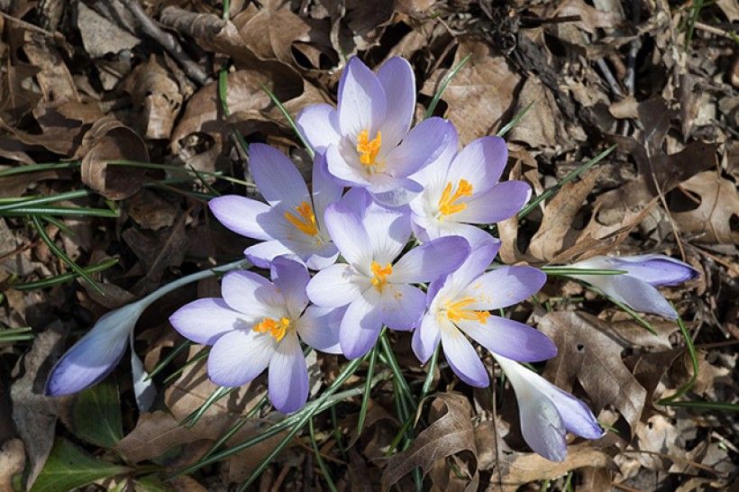 Rhododendrites, via Wikimedia Commons close-up photo of delicate white and purple flowers blooming while surrounded by dead leaves.