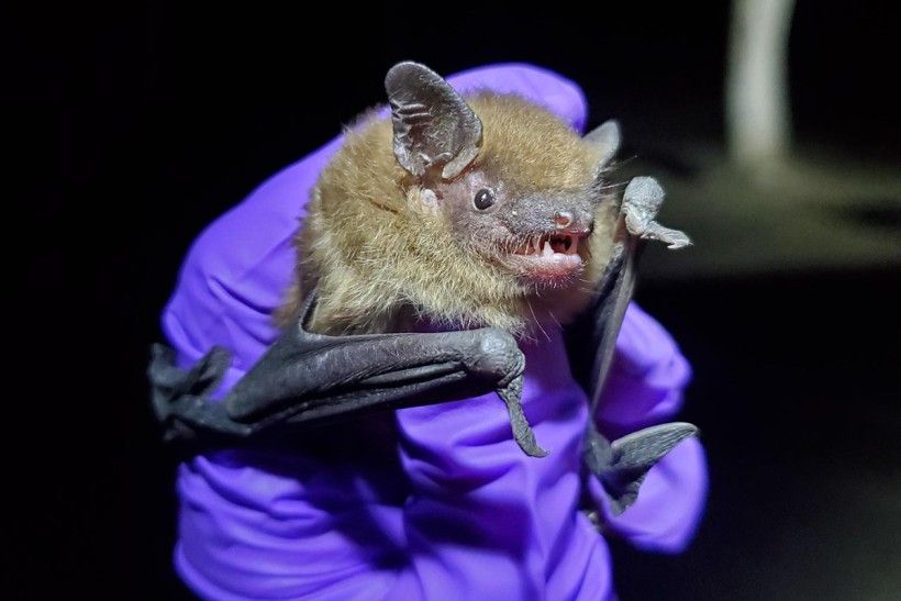 horizontal image of a big brown bat being held by a purple gloved-hand