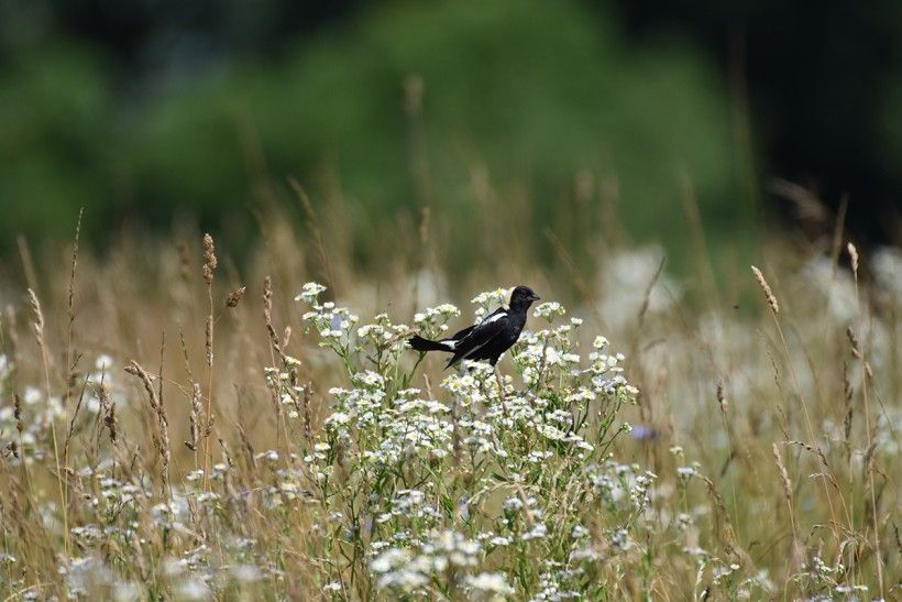 horizontal photo of a black bird resting on a cluster of white flowers in a field