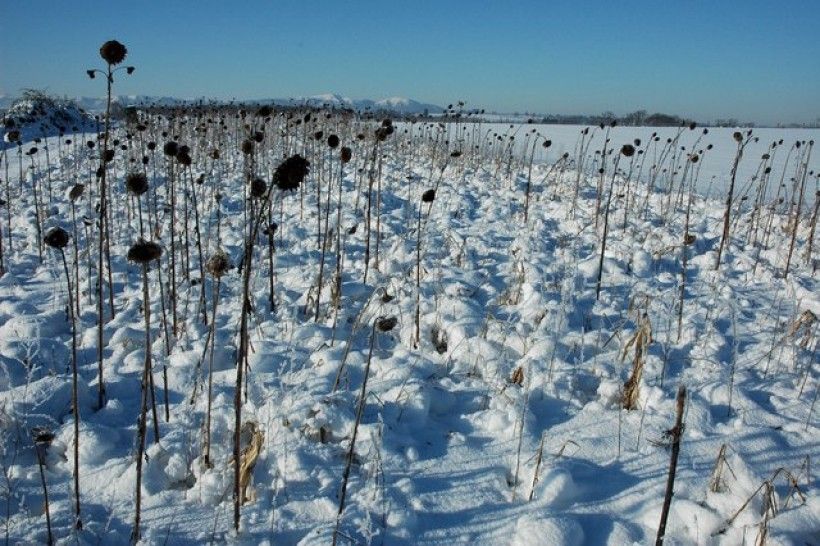 Dead sunflowers in the snow. Photo credit: Philip Halling horizontal image of snow covered land with dead sunflowers rising from the ground.