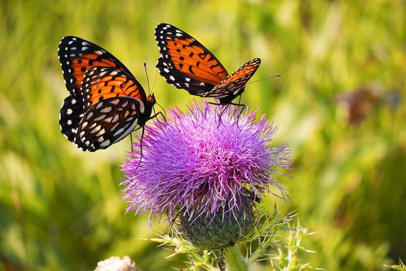 two butterflies with black and orange wings sit atop a fuzzy purple flower