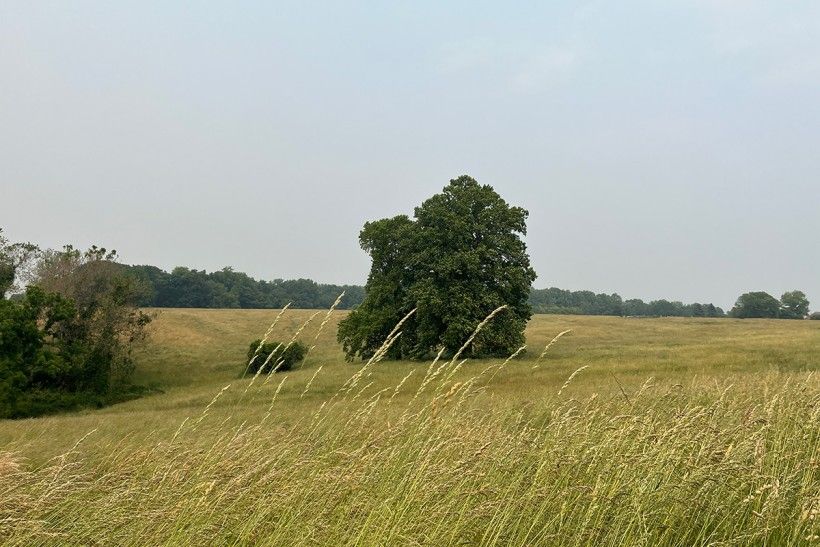 landscape photo of grasslands with a few trees off in the distance