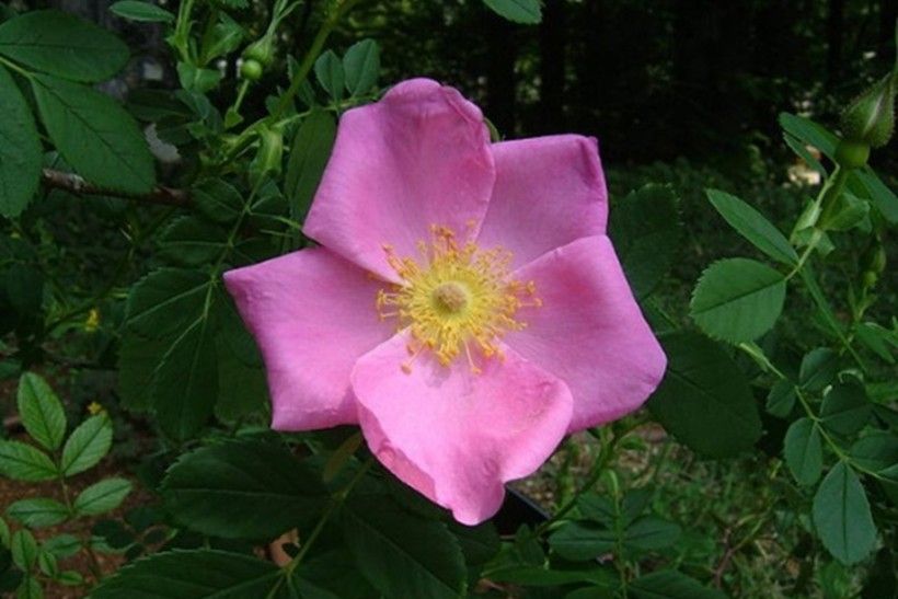 close up photo of a single pink flower with five petals and a yellow center