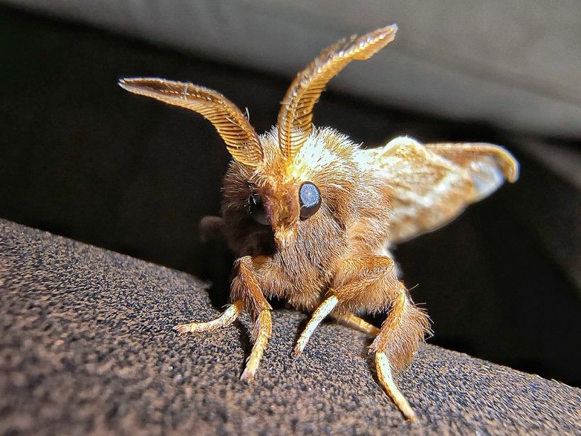 closeup photo of a cute fuzzy brown moth with large eyes and long feathery antenna looking directly at the camera