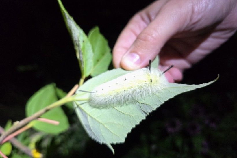 a photo of a hand holding a green leaf with a fuzzy white caterpillar on it