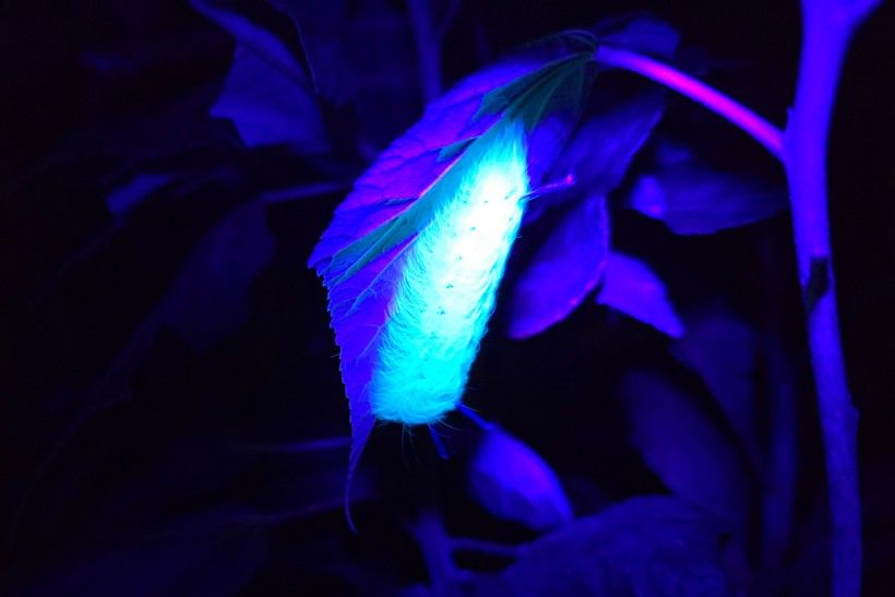 a photo of a caterpillar taken at night glowing under a UV light