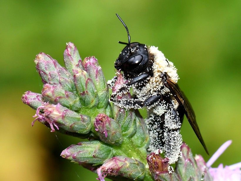 a closeup photo of a bee, covered in pollen, resting on a budding plant