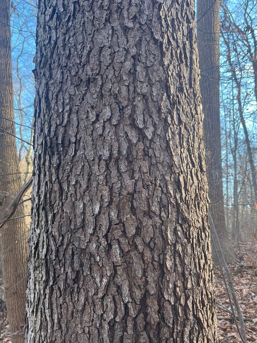 closeup photo of the texture of tree bark