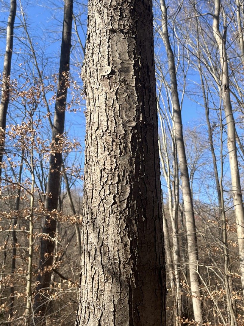 close up photo of the texture of tree bark 