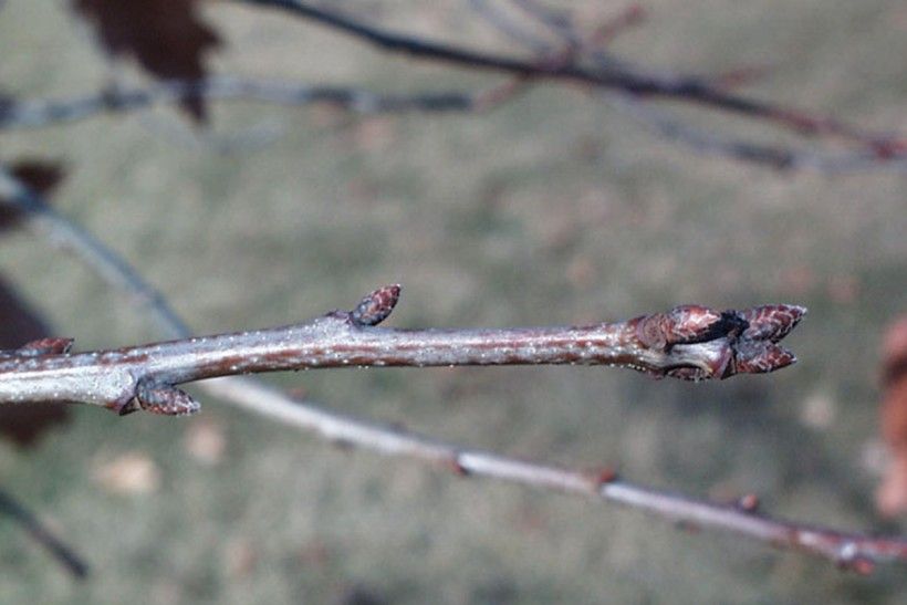 photo of buds on the end of a twig