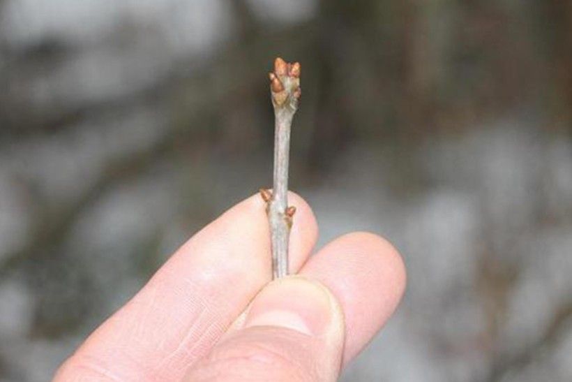 closeup photo of three fingers holding the end of a tree limb with buds on it