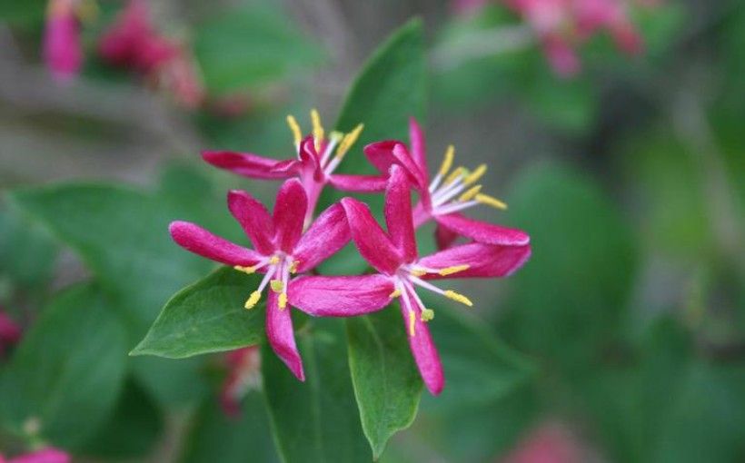 photo of a cluster of bright pink flowers with long white stems with yellow ends