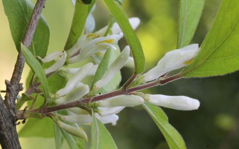 closeup photo of white flowers budding with green leaves