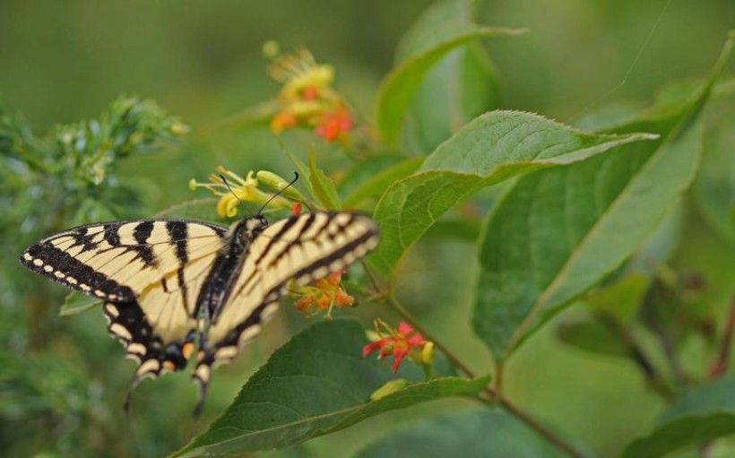 photo of a yellow and black butterfly nectaring on a plant