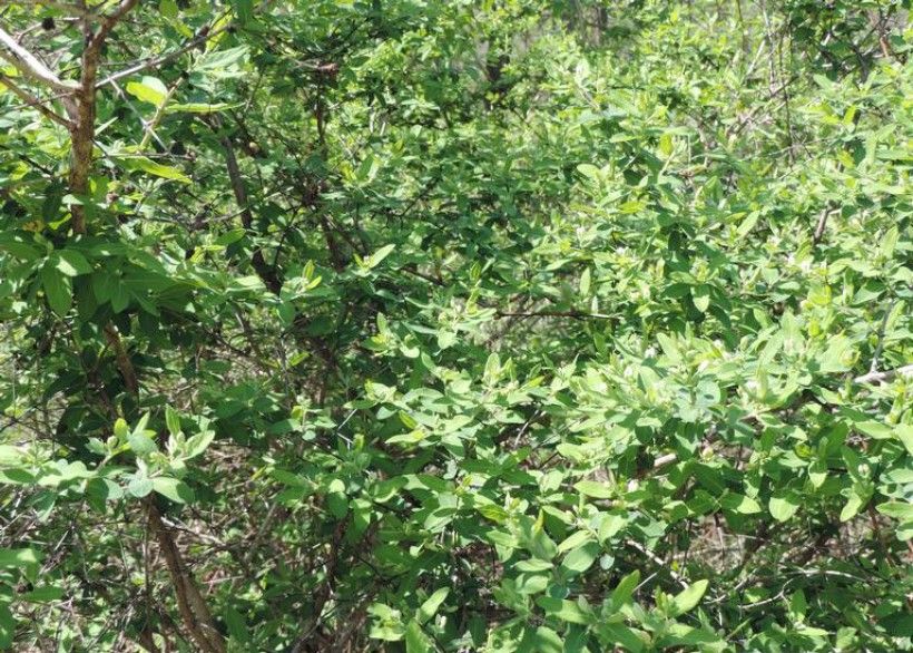 photo of a large plant with green leaves taking over the plants around it.