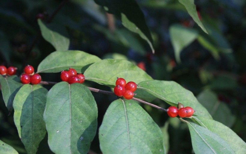 photo of a plant stem with large leaves and small clusters of red berries