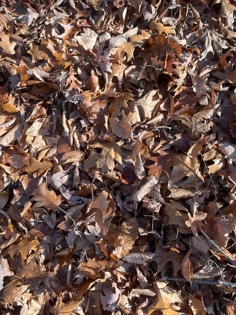 photo of leaves on the forest floor