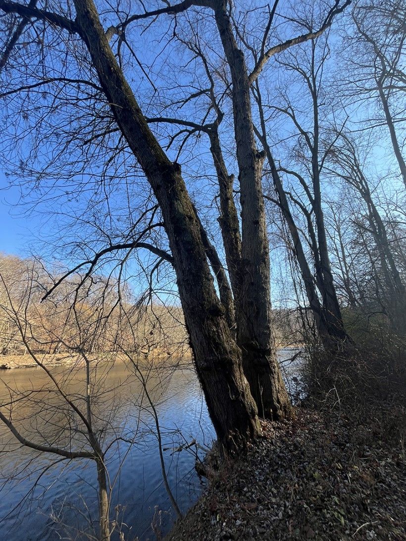 photo of a tree on the bank of a stream