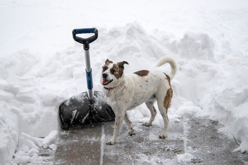 winter scene of a dog standing on a partially paved path next to a shovel stuck into snow