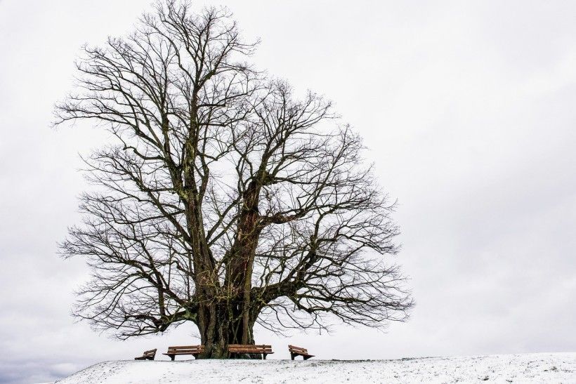 photo of a snowy winter landscape with a very large, very old tree with bare branches and several benches circling the base of the trunk