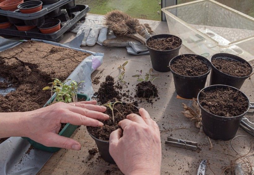 POV photo of hands potting seedlings into individual pots