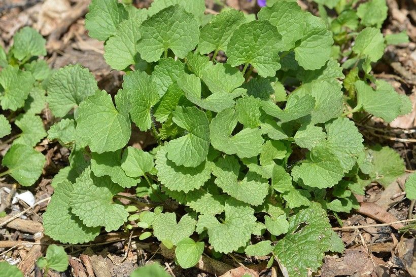Garlic Mustard’s First Year. Photo credit: Ryan Hodnett via Wikimedia Commons photo of a low plant with many green leaves