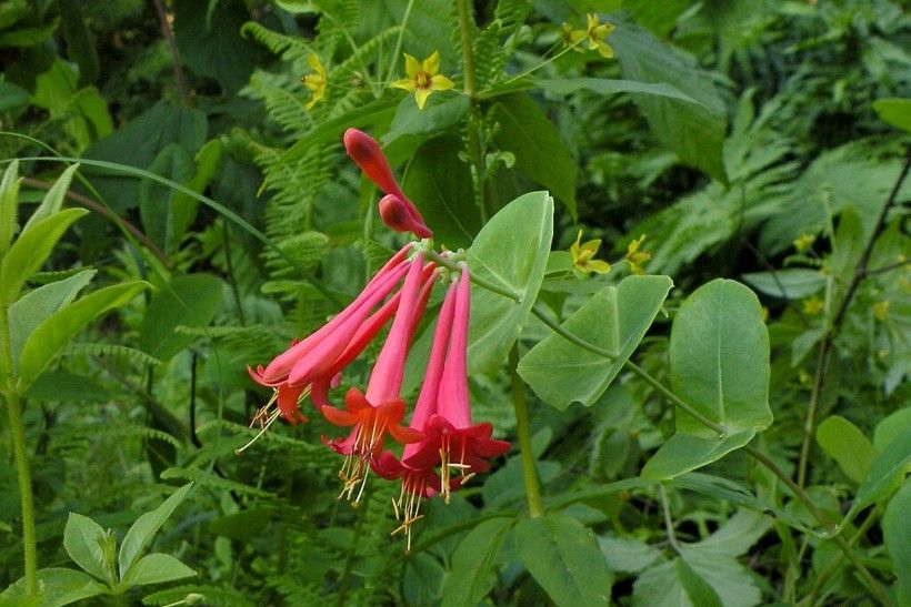 Coral honeysuckle (Lonicera sempervirens) is a great native alternative to Chocolate vine. Credit: Doug McGrady via Wikimedia Commons landscape photo showing a burst of bright pink tubular flowers surrounded by green leaves