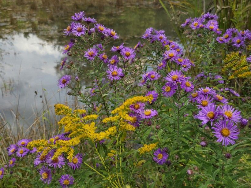 Goldenrod (<em>Solidago</em> spp.) and New England Aster (<em>Symphyotrichum novae-angliae</em>). Credit: Melissa Reckner Purple and yellow flowers surrounding a pond