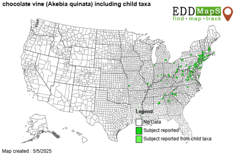 Places where chocolate vine has been reported in the USA. Credit: University of Georgia Center for Invasive Species and Ecosystem Health, www.eddmaps.org A map of the united states detailing where the invasive Chocolate vine plant is most prevalent