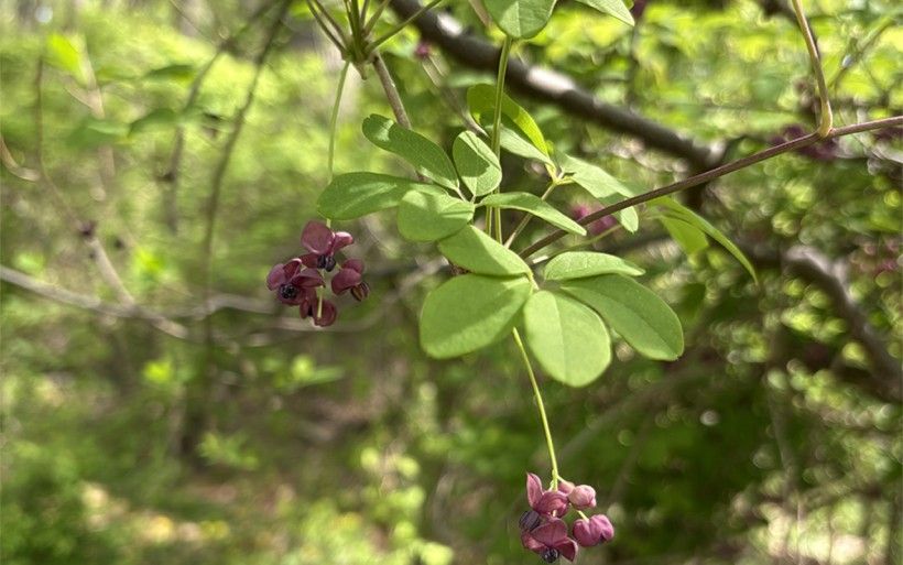 Chocolate vine with flowers. Credit: Kristen Frentzel, Brandywine Conservancy Chocolate vine plant with purple flower