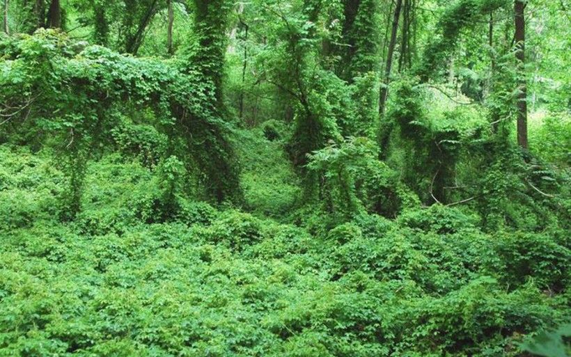 Chocolate vine invasion in the forest. Credit: Steve Manning, Invasive Plant Control, Bugwood.org Forest covered in invasive chocolate vine plant