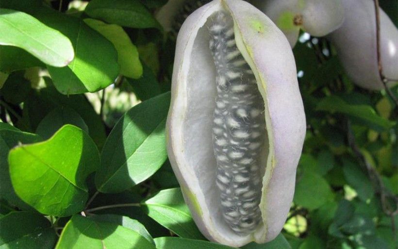 Fruit from the chocolate vine. Credit: Leslie J. Mehrhoff, University of Connecticut, Bugwood.org An up close shot of a white fruit, produced by the Chocolate vine plant. It is pod shaped and has seeds in the center.