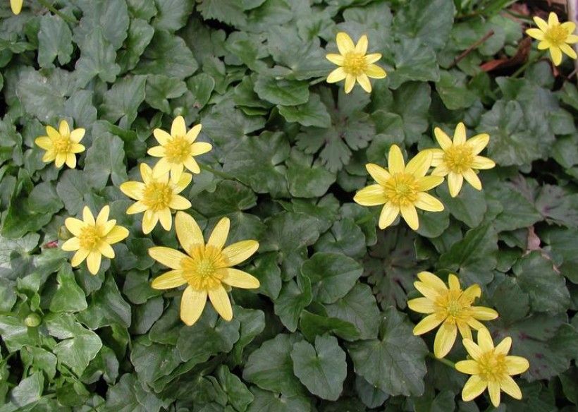 Lesser celandine flowers. Leslie J. Mehrhoff, University of Connecticut, Bugwood.org 