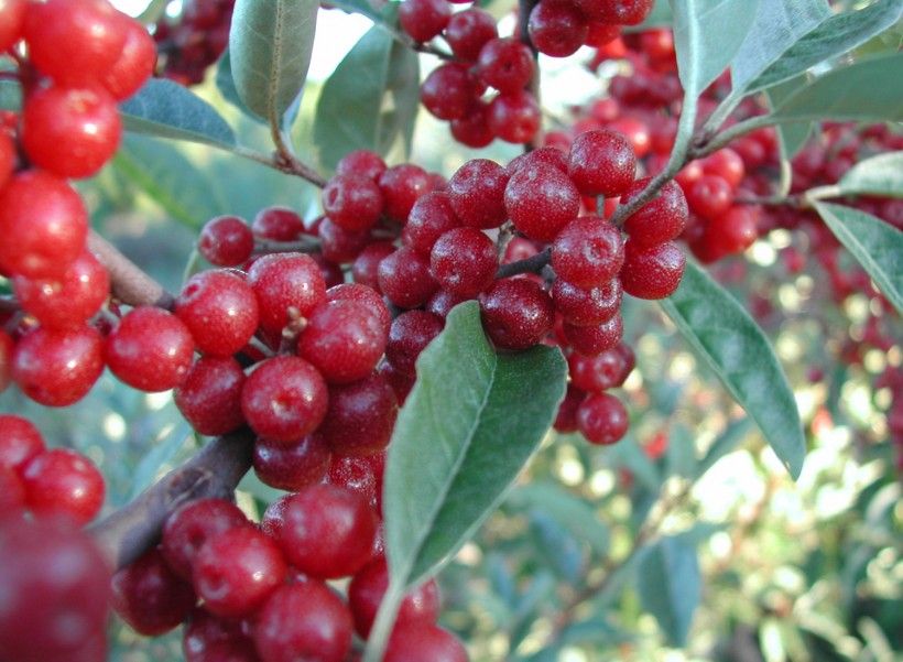 Autumn Olive (Elaeagnus umbellata). Pennsylvania Department of Conservation and Natural Resources - Forestry, Bugwood.org