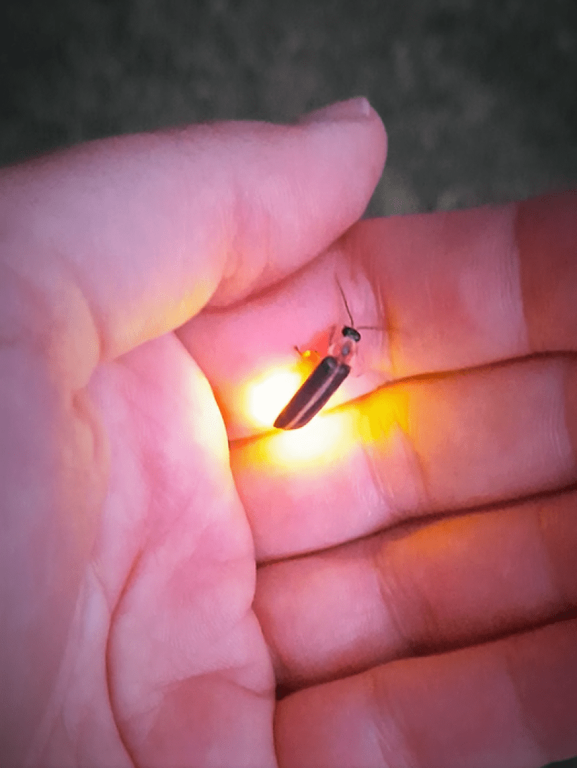 Firefly Watch: Turning A Favorite Summer Pastime into a Community Science  Project | Brandywine Conservancy and Museum of Art