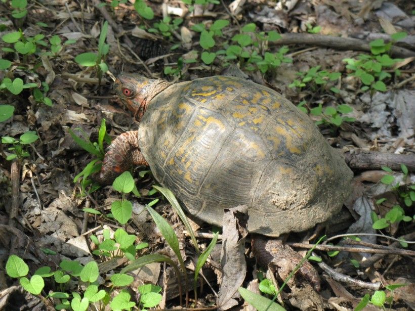 Eastern Box Turtle observed on an easement insepction in Willistown Township. Photo by E. Dondero.