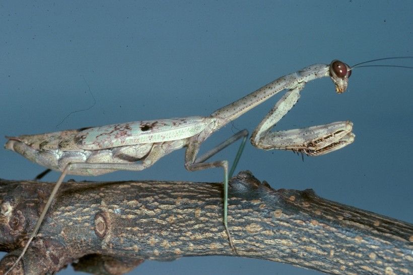 brown female praying mantis