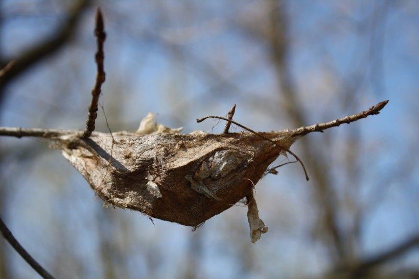 A well camouflaged cocoon within a sugar maple.
