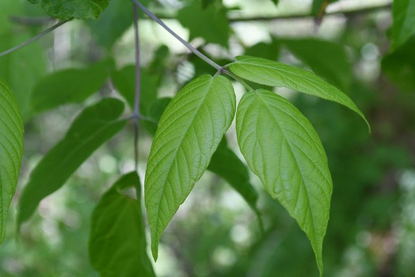 Poison Ivy Look Alikes