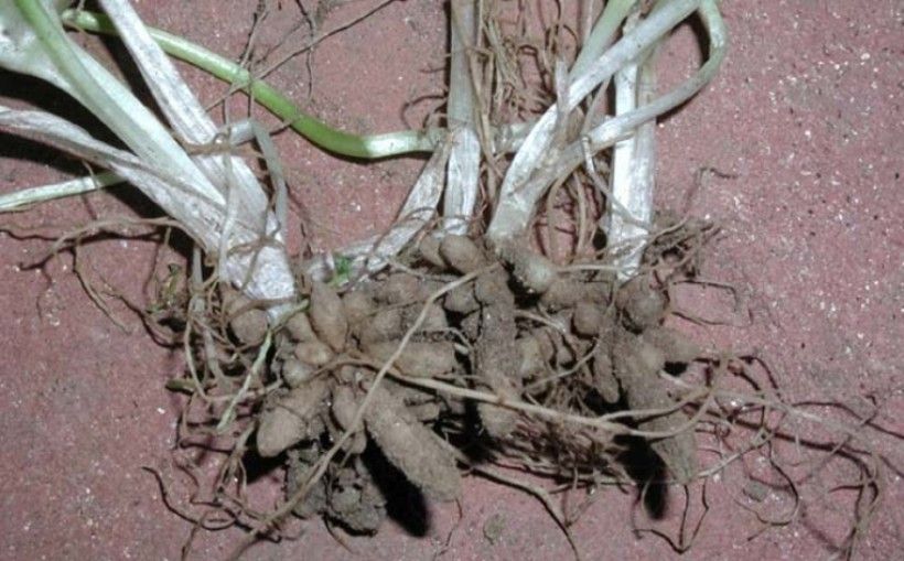 Lesser celandine tubers. Leslie J. Mehrhoff, University of Connecticut, Bugwood.org 