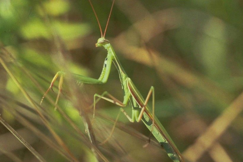 European mantis (Mantis religiosa), Image: Whitney Cranshaw, Colorado State University, Bugwood.org