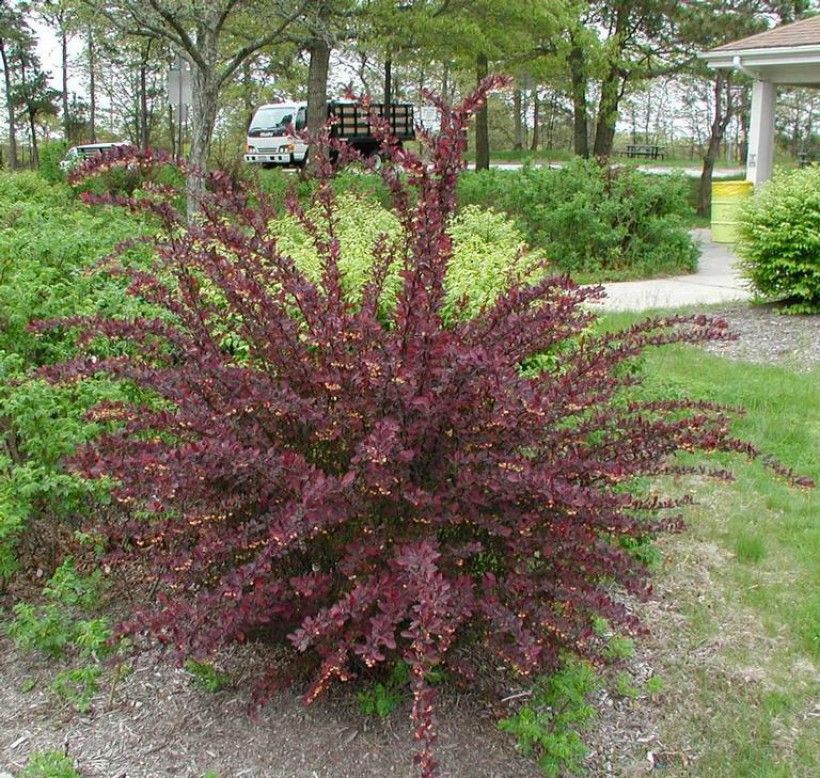 Japanese barberry (Berberis thunbergia) in a landscape setting