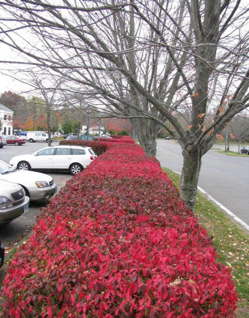 Winged burning bush (Euonymus alatus)