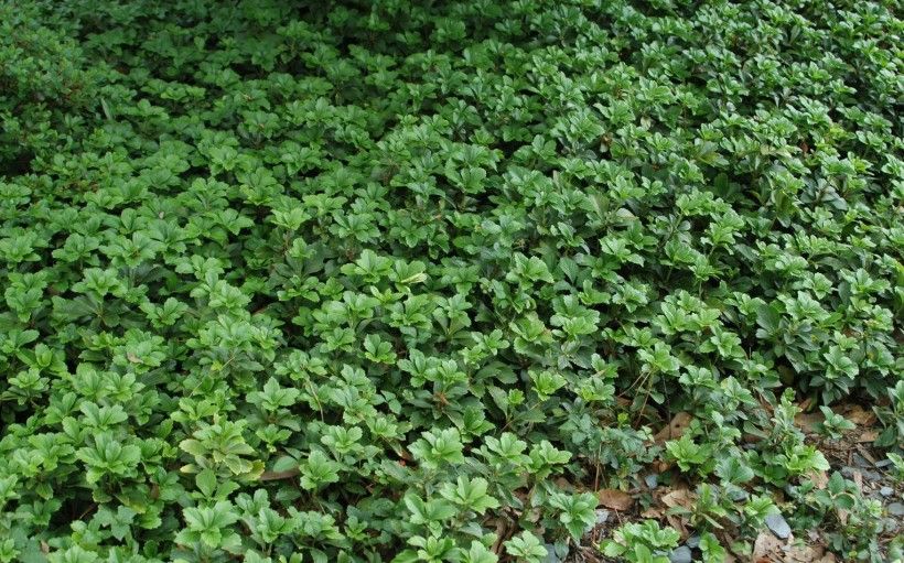 Large patch of Japanese pachysandra (Karan A. Rawlins, University of Georgia, Bugwood.org).